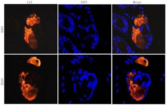 CD206 Rabbit Polyclonal Antibody