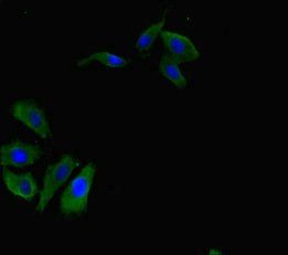 RBPJ Antibody