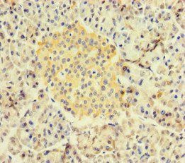 RBPJ Antibody
