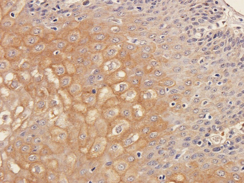 SOX2 Rabbit Polyclonal Antibody