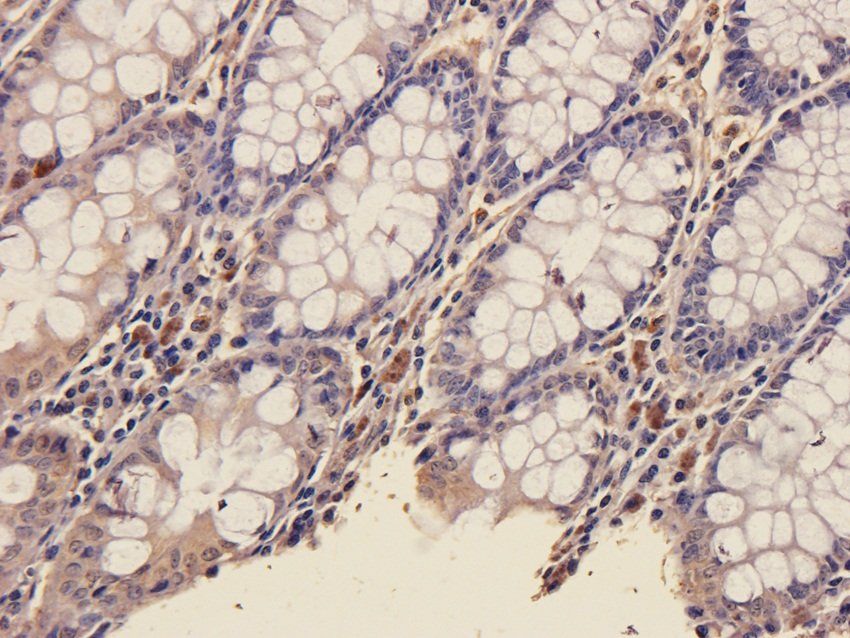 SOX2 Rabbit Polyclonal Antibody