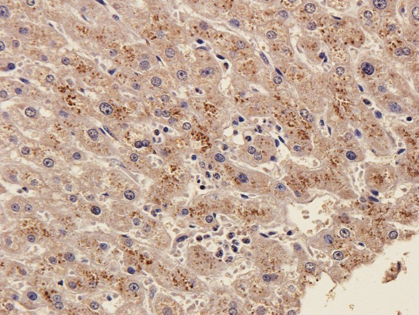 SOX2 Rabbit Polyclonal Antibody