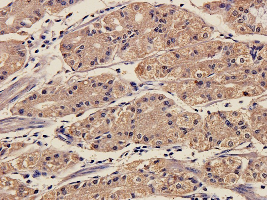 SOX2 Rabbit Polyclonal Antibody