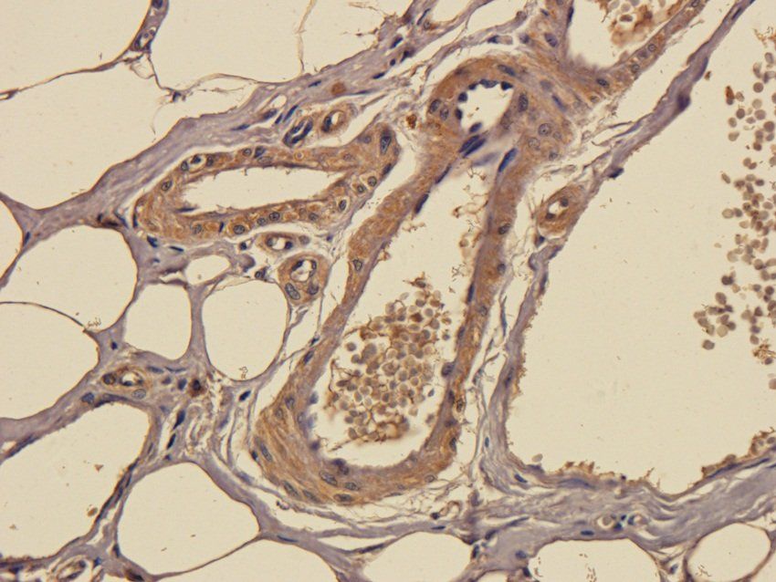 SOX2 Rabbit Polyclonal Antibody