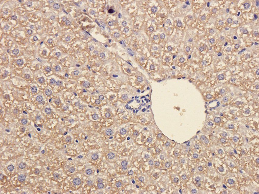 SOX2 Rabbit Polyclonal Antibody