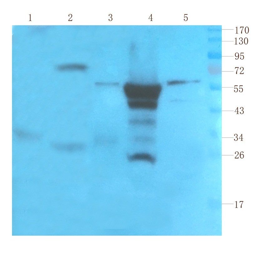 SOX2 Rabbit Polyclonal Antibody