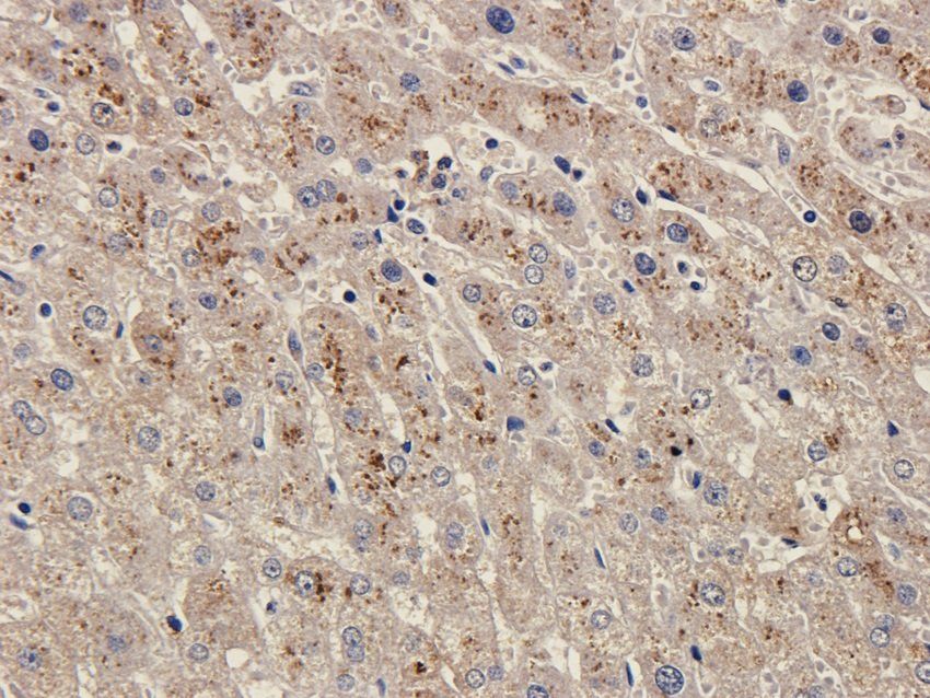 SOX2 Rabbit Polyclonal Antibody