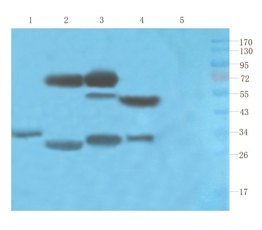 SOX2 Rabbit Polyclonal Antibody