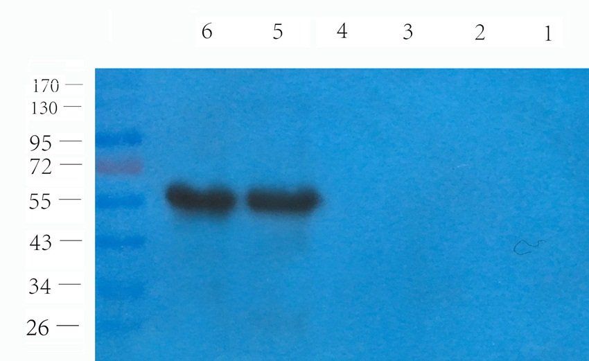 SOX9 Rabbit Polyclonal Antibody