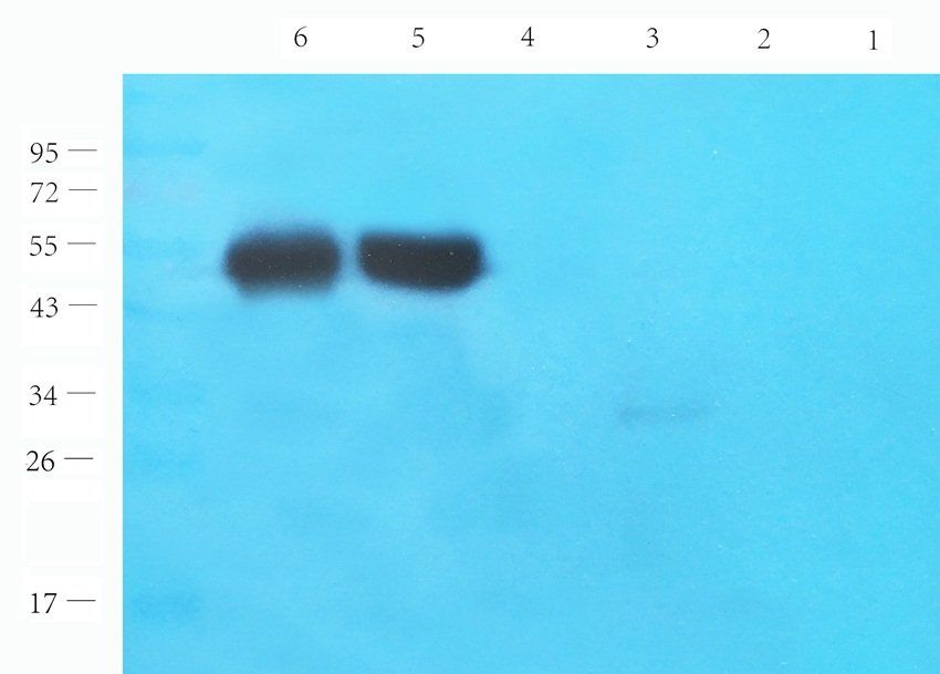 SOX9 Rabbit Polyclonal Antibody