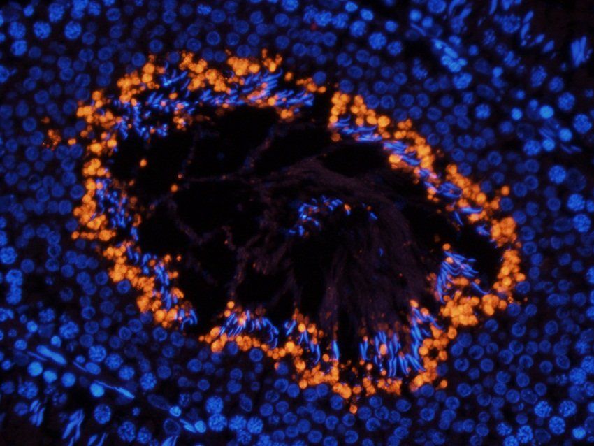 SOX9 Rabbit Polyclonal Antibody