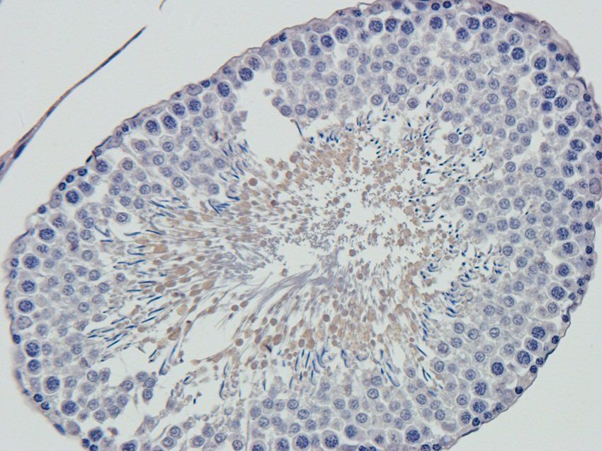 SOX9 Rabbit Polyclonal Antibody