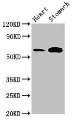 TPH2 Antibody