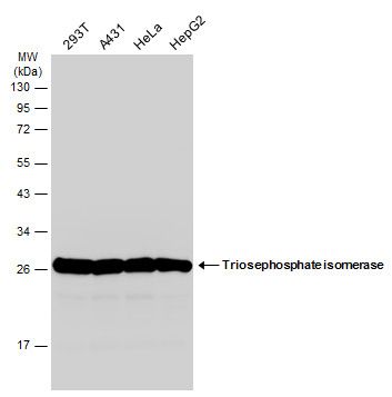 Triosephosphate isomerase Rabbit Polyclonal Antibody