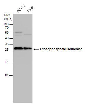 Triosephosphate isomerase Rabbit Polyclonal Antibody