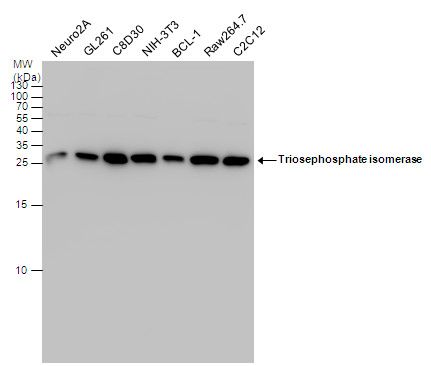 Triosephosphate isomerase Rabbit Polyclonal Antibody
