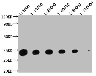 YWHAZ Antibody