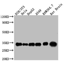 YWHAZ Antibody