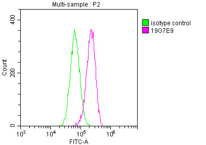 YWHAZ Antibody