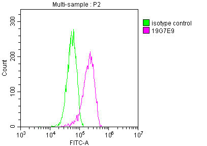YWHAZ Antibody