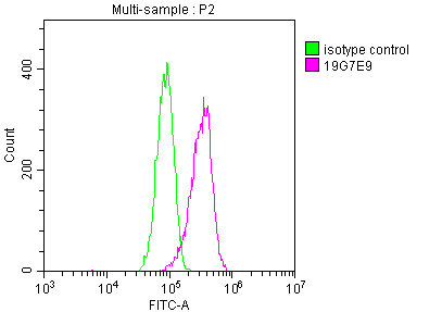 YWHAZ Antibody
