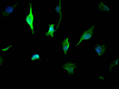 YWHAZ Antibody