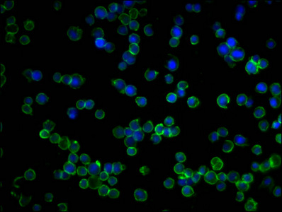 YWHAZ Antibody