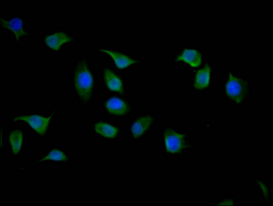 YWHAZ Antibody
