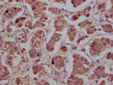YWHAZ Antibody