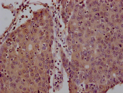 YWHAZ Antibody