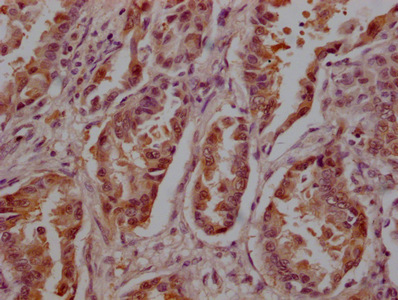 YWHAZ Antibody