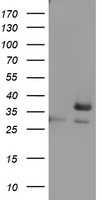 mIgG1 and mIgG2a and mIgG2b Fc Fragment Specific antibody