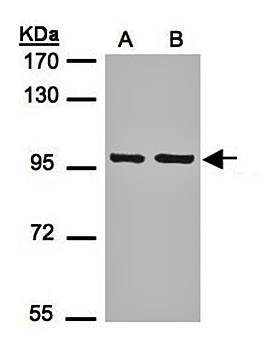 EMR1 antibody