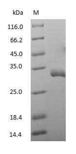 Goat IgG Fc Protein (Native)
