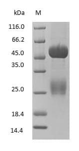 Rabbit IgG Protein (Native)