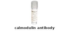 Calmodulin