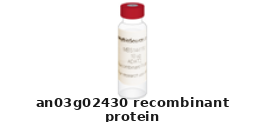 Aspergillus Niger AN03G02430 Recombinant Protein – Cat# MBS1084408