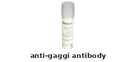 Rabbit Anti-gaggI Polyclonal Antibody – Cat# MBS611810