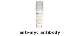 Goat Anti-MYC Polyclonal Antibody – Cat# MBS194459