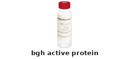BGrowth Hormone