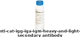 Goat Anti Cat IgG IgA IgM (Heavy and Light Chains) Polyclonal Secondary Antibody – Cat# MBS571914