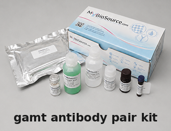Rat GAMT Antibody Pair Kit – Cat# MBS2101730