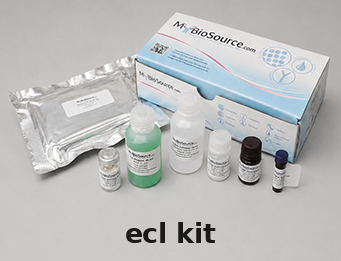 ECL Kit – Cat# MBS9633871