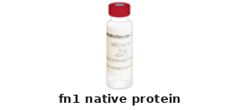 Rat fn1 Native Protein – Cat# MBS145442
