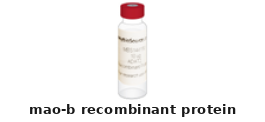 Monoamine Oxidase B