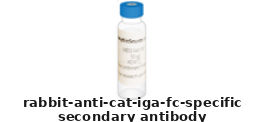 Rabbit Anti Cat IgA (Fc Specific) Polyclonal Secondary Antibody – Cat# MBS571389