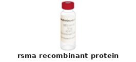 Bacillus Halodurans rsmA Recombinant Protein – Cat# MBS1447776