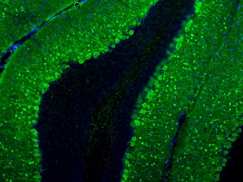 Adult rat cerebellum floating section was stained with Parvalbumin antiboby (green; dilution: 1:2,500). Parvalbumin is prominently expressed in the dendrites and perikarya of Purkinje cells and the molecular layer interneurons. Blue is a DNA stain.