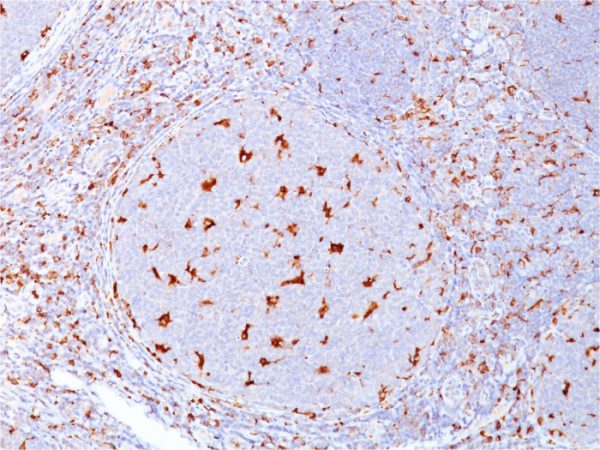 Formalin-fixed, paraffin-embedded human Tonsil stained with CD68 Mouse Monoclonal Antibody (C68/684).