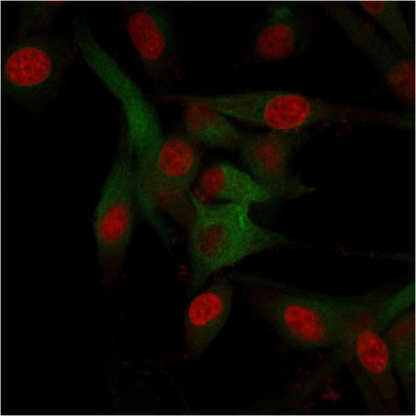 Immunofluorescence staining of U87MG cells using CD68 Mouse Monoclonal Antibody (C68/684) followed by goat anti-Mouse IgG conjugated to CF488 (green). Nuclei are stained with Reddot
